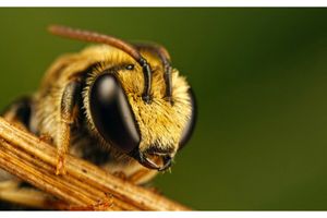 100 самых интересных фактов о пчёлах фото