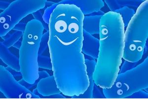 Полезные бактерии - друг человека фото